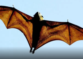 El otro virus que preocupa en Asia (y cómo trabajan los científicos para que no provoque otra pandemia)