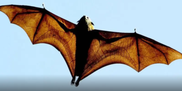 El otro virus que preocupa en Asia (y cómo trabajan los científicos para que no provoque otra pandemia)