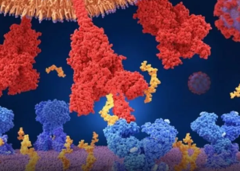 Coronavirus: cuál es la diferencia entre mutaciones, variantes y una cepa