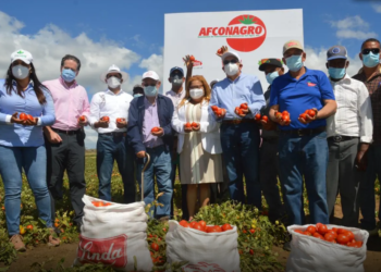 Más de 900 pequeños productores de tomate industrial beneficiados con financiamiento a tasa cero del BAGRICOLA