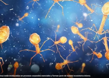 Los billones de virus que viven en tu cuerpo y ayudan a mantenerte vivo