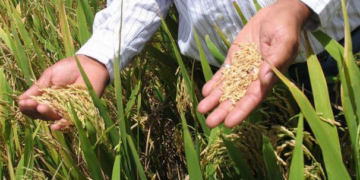 Banreservas aprueba RD$6,000 millones para producción de arroz 2021-2022