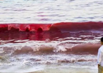 Tóxica marea roja causa nueva mortandad de peces en la Florida