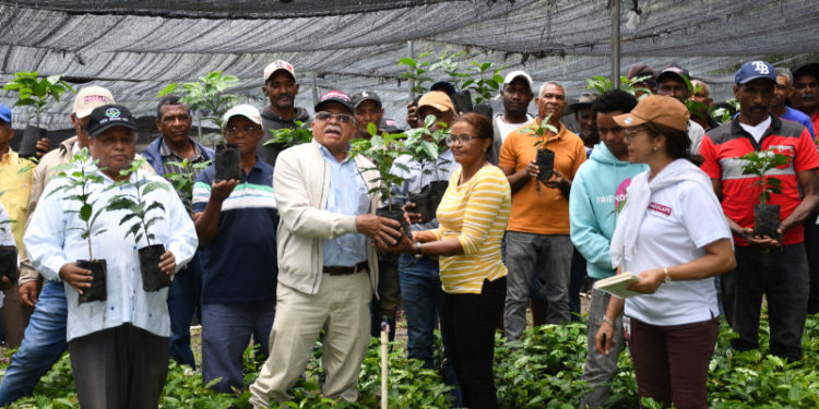 Distribuyen dos millones de plantas de café en zonas productivas